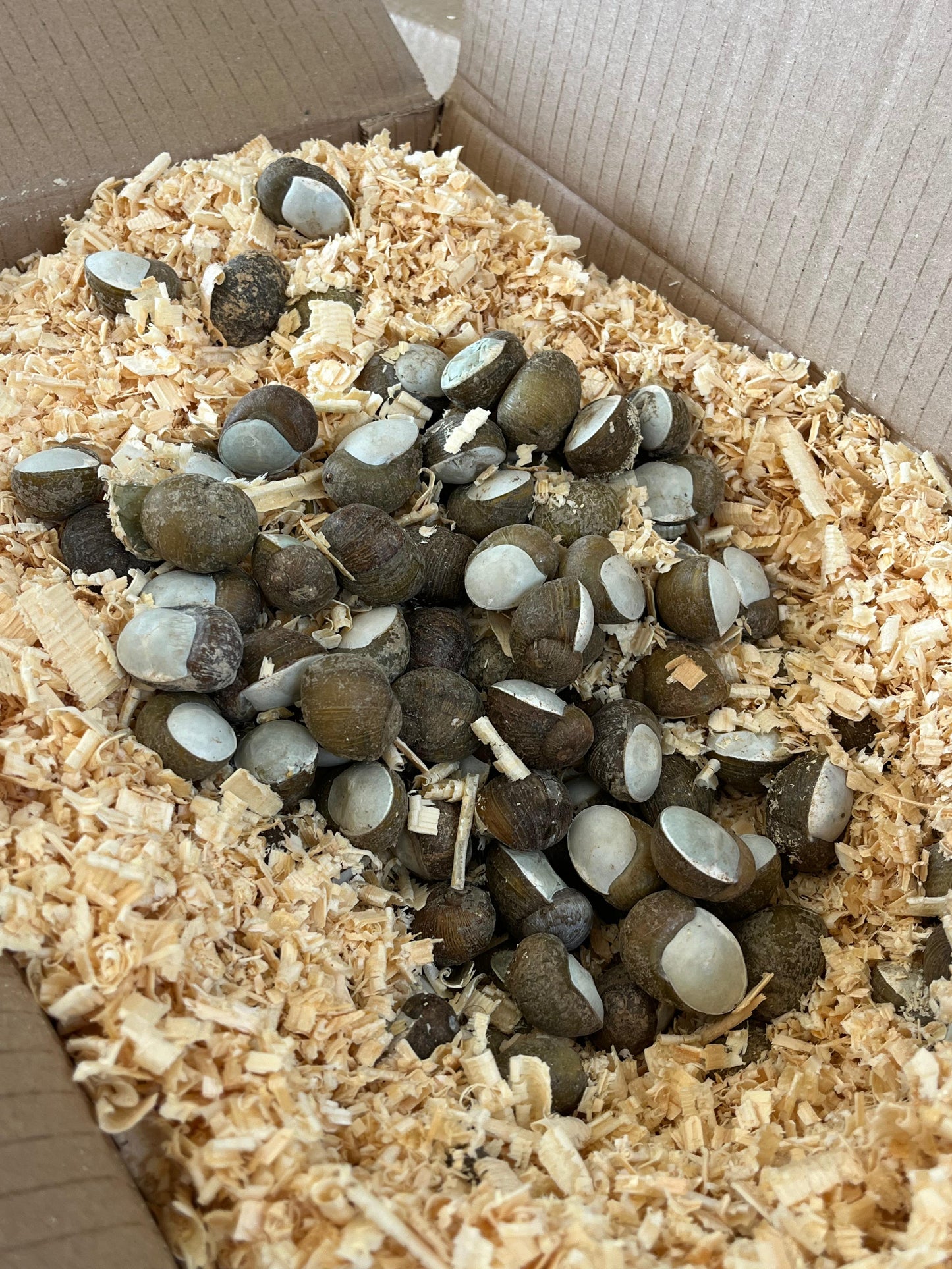 Helix Aperta Opercolata