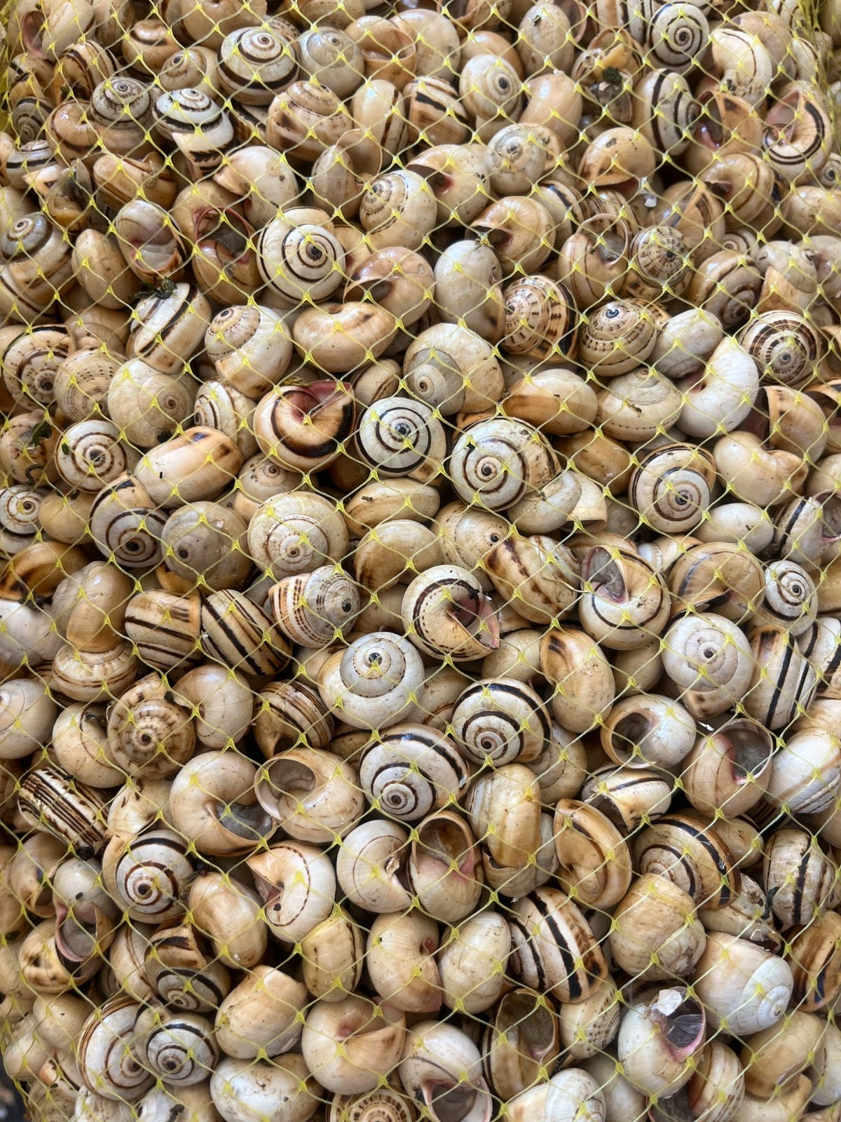 Theba Pisana