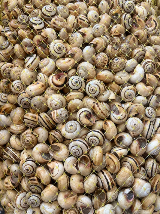 Theba Pisana